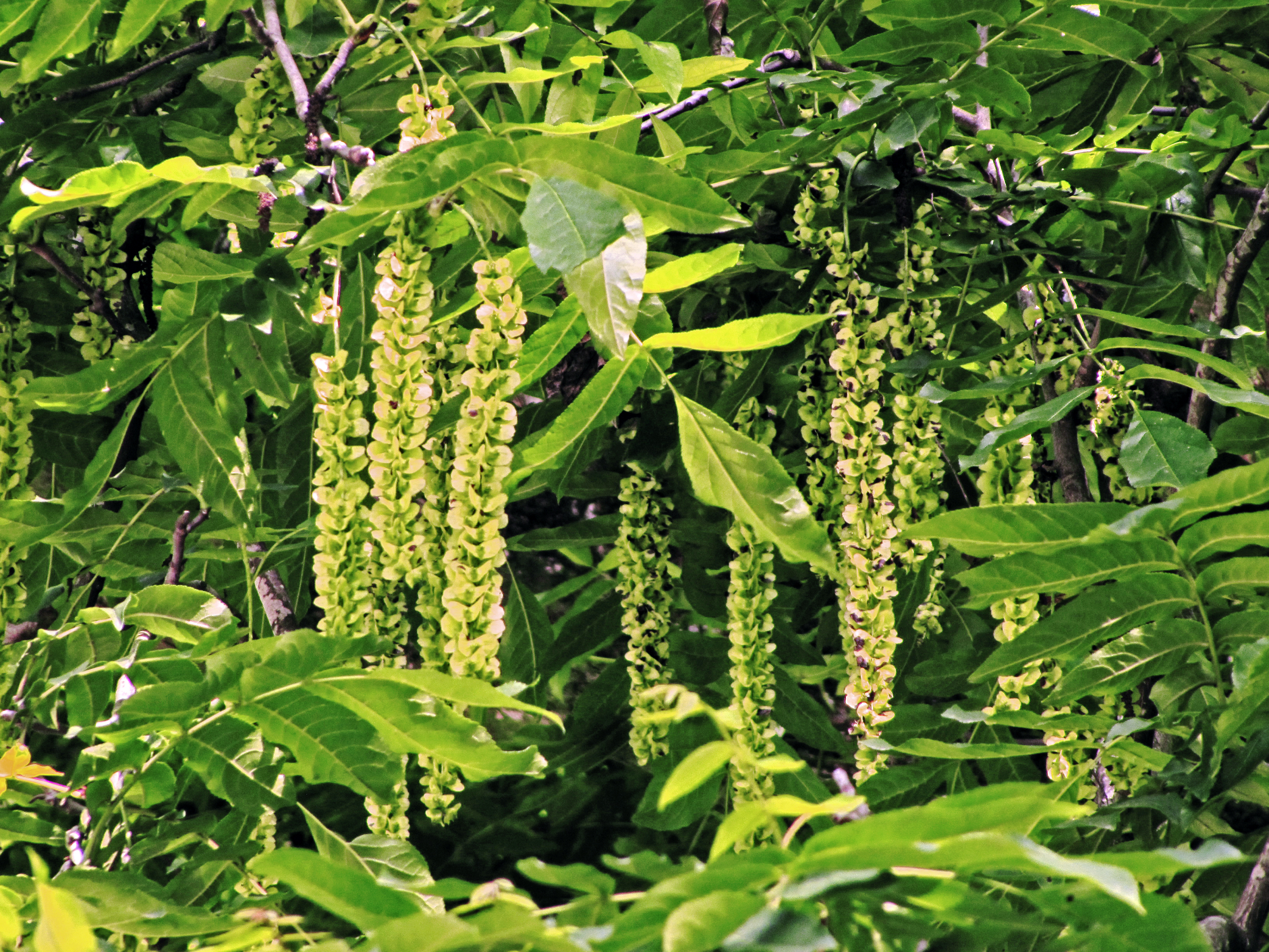 یی