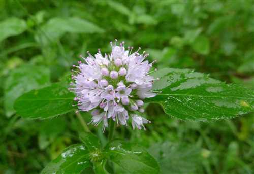 پونه آبی
